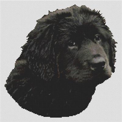(image for) Black Newfoundland Puppy